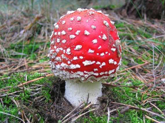 muchotrávka červená Amanita muscaria (L.) Lam.