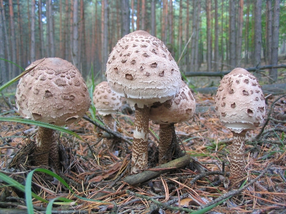 bedľa vysoká Macrolepiota procera (Scop.) Singer