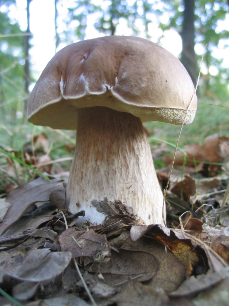 hríb dubový Boletus reticulatus Schaeff.