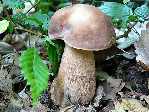 hríb dubový Boletus reticulatus Schaeff.