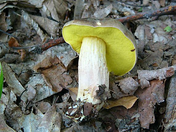 suchohríb Xerocomus sp.