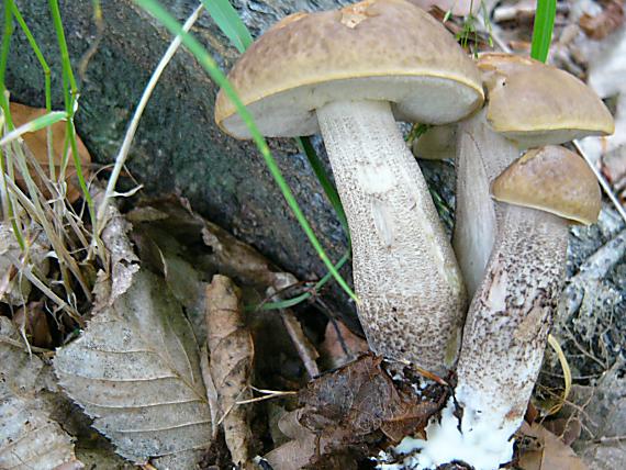 kozáky Leccinum sp.