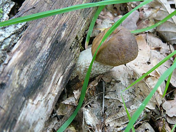 kozák Leccinum sp.