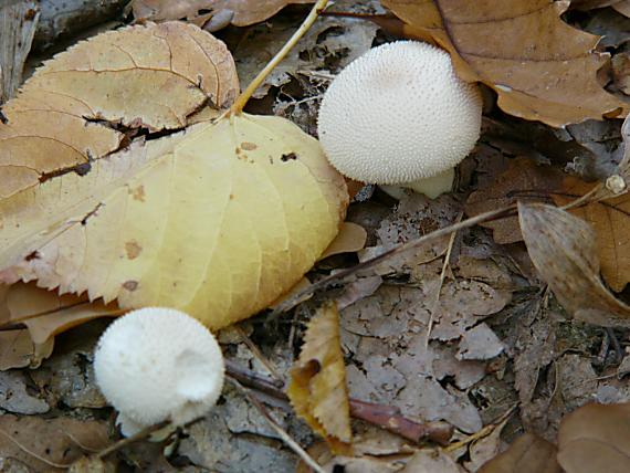 prášnica bradavičnatá Lycoperdon perlatum Pers.