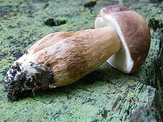 hríb dubový Boletus reticulatus Schaeff.