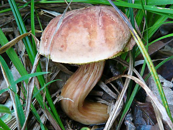 suchohřib Xerocomus sp.