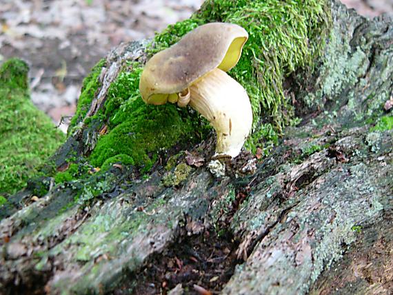 suchohřib Xerocomus sp.