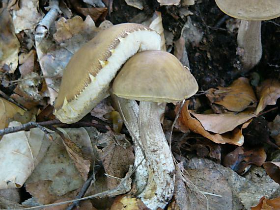 kozák hrabový Leccinum pseudoscabrum (Kallenb.) Šutara