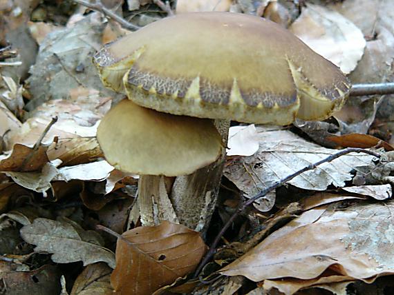 kozák habrový Leccinum pseudoscabrum (Kallenb.) Šutara