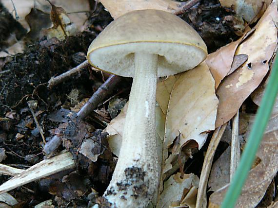 kozák habrový Leccinum pseudoscabrum (Kallenb.) Šutara