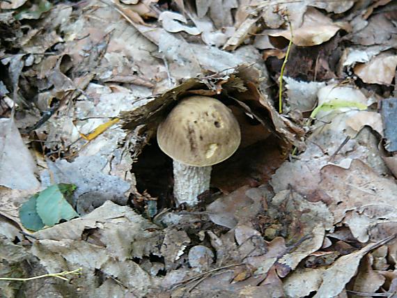 kozák habrový Leccinum pseudoscabrum (Kallenb.) Šutara