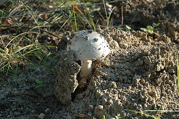 muchotrávka Amanita sp.