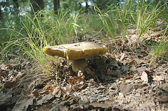 hríb dubový Boletus reticulatus Schaeff.