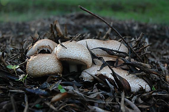 pečiarka Agaricus phaeolepidotus (F.H. Møller) F.H. Møller