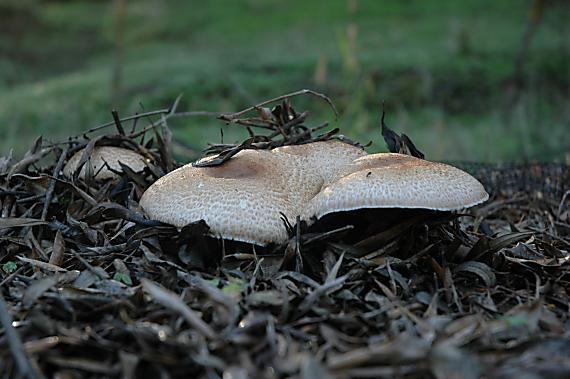 agaricus - ale který ? Agaricus sp.