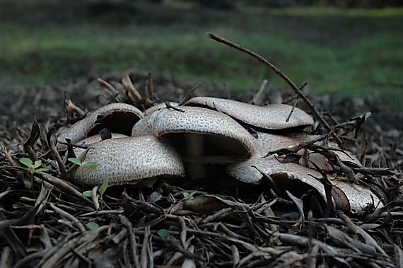 agaricus? Agaricus sp.