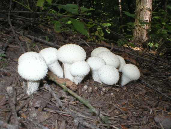 prášnica bradavičnatá Lycoperdon perlatum Pers.