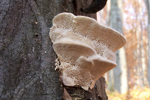 trúdnikovec hrbatý Trametes gibbosa (Pers.) Fr.