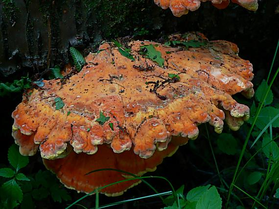 sírovec obyčajný Laetiporus sulphureus (Bull.) Murrill