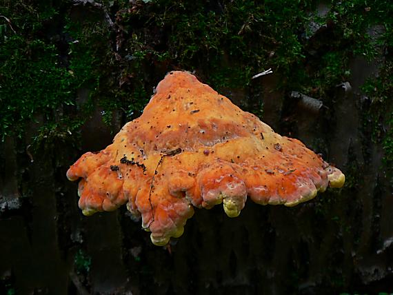 sírovec obyčajný Laetiporus sulphureus (Bull.) Murrill