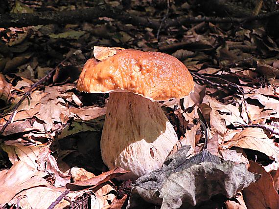 hríb dubový Boletus reticulatus Schaeff.