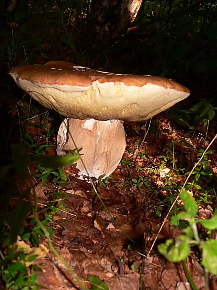 hríb dubový Boletus reticulatus Schaeff.