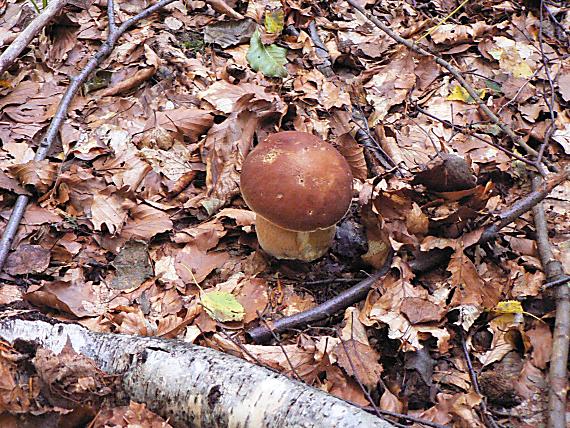 hríb dubový Boletus reticulatus Schaeff.