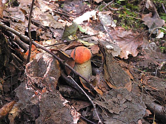 kozák osikový Leccinum albostipitatum den Bakker & Noordel.