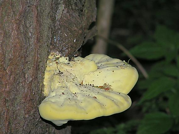 sírovec obyčajný Laetiporus sulphureus (Bull.) Murrill