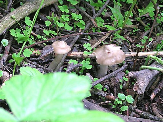 hodvábnica jarná Entoloma clypeatum (L.) P. Kumm.