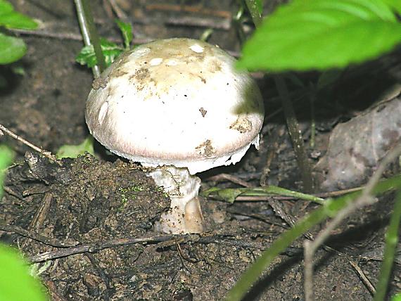 pečiarka sp. Agaricus sp.