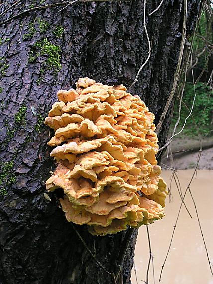 sírovec obyčajný Laetiporus sulphureus (Bull.) Murrill