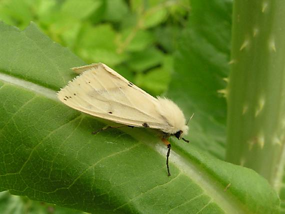 spriadač bazový Spilosoma lutea