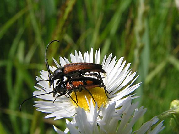 fuzáč Stenurella bifasciata