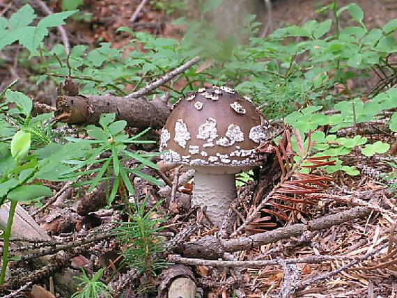 muchotrávka hrubá Amanita excelsa (Fr.) Bertill.