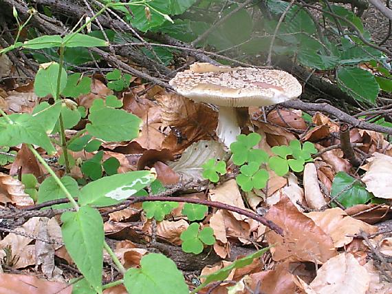 muchotrávka Amanita sp.