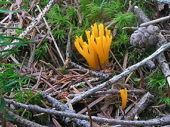 parôžkovec lepkavý Calocera viscosa (Pers.) Fr.