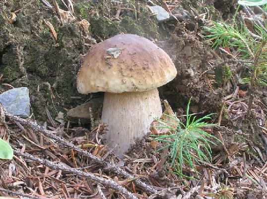 hríb smrekový Boletus edulis Bull.