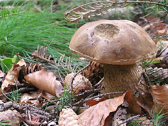 podhríb žlčový Tylopilus felleus (Bull.) P. Karst.