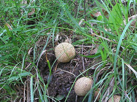 pestrec obyčajný Scleroderma citrinum Pers.