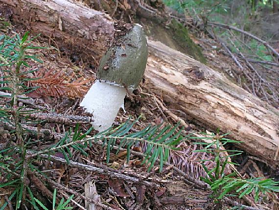 hadovka smradľavá Phallus impudicus L.