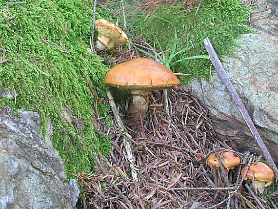 masliak smrekovcový Suillus grevillei (Klotzsch) Singer