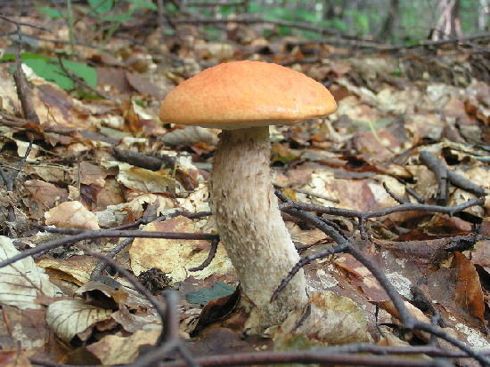 kozák dubový Leccinum aurantiacum (Bull.) Gray