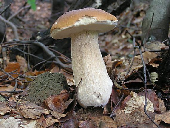 hríb dubový Boletus reticulatus Schaeff.