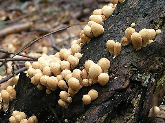 prášnica hruškovitá Lycoperdon pyriforme Schaeff.