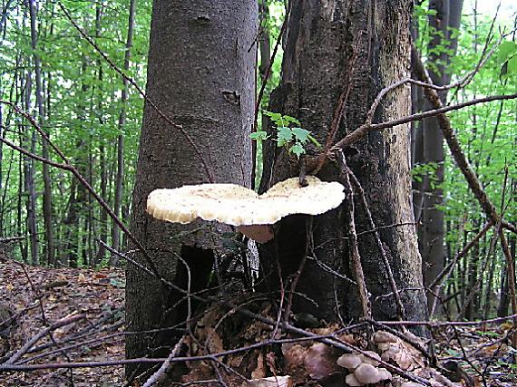 trúdnik šupinatý Cerioporus squamosus (Huds.) Quél.