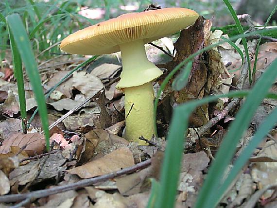 muchotrávka cisárska Amanita caesarea (Scop.) Pers.