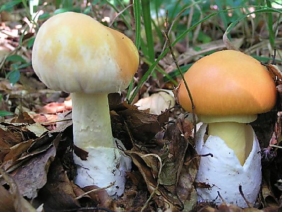 muchotrávka cisárska Amanita caesarea (Scop.) Pers.