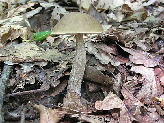 kozák hrabový Leccinum pseudoscabrum (Kallenb.) Šutara