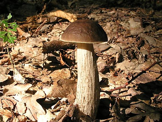 kozák hrabový Leccinum pseudoscabrum (Kallenb.) Šutara